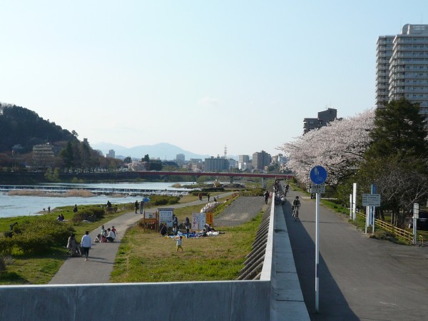  広瀬川の桜2 