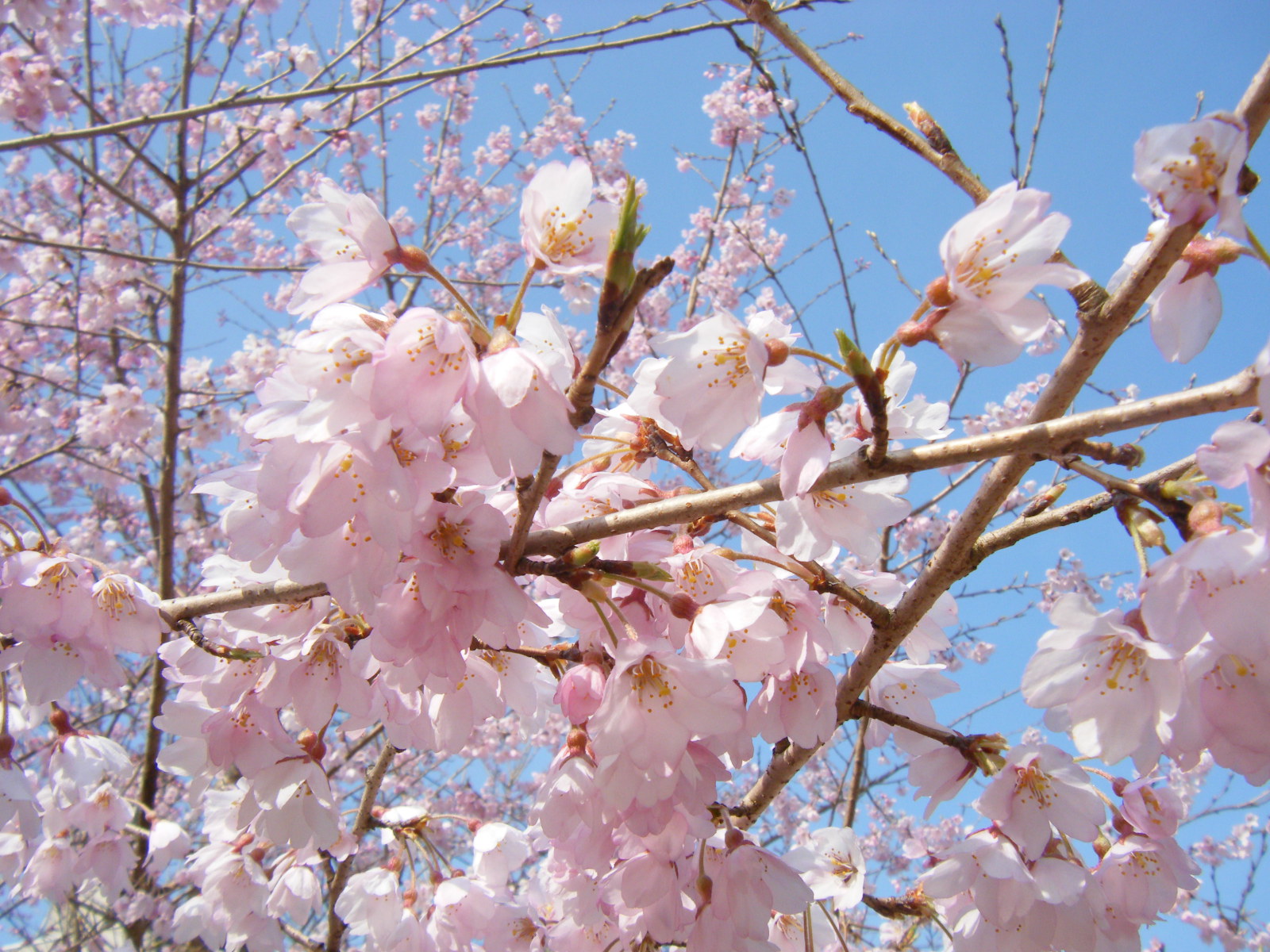  愛宕神社の桜1 