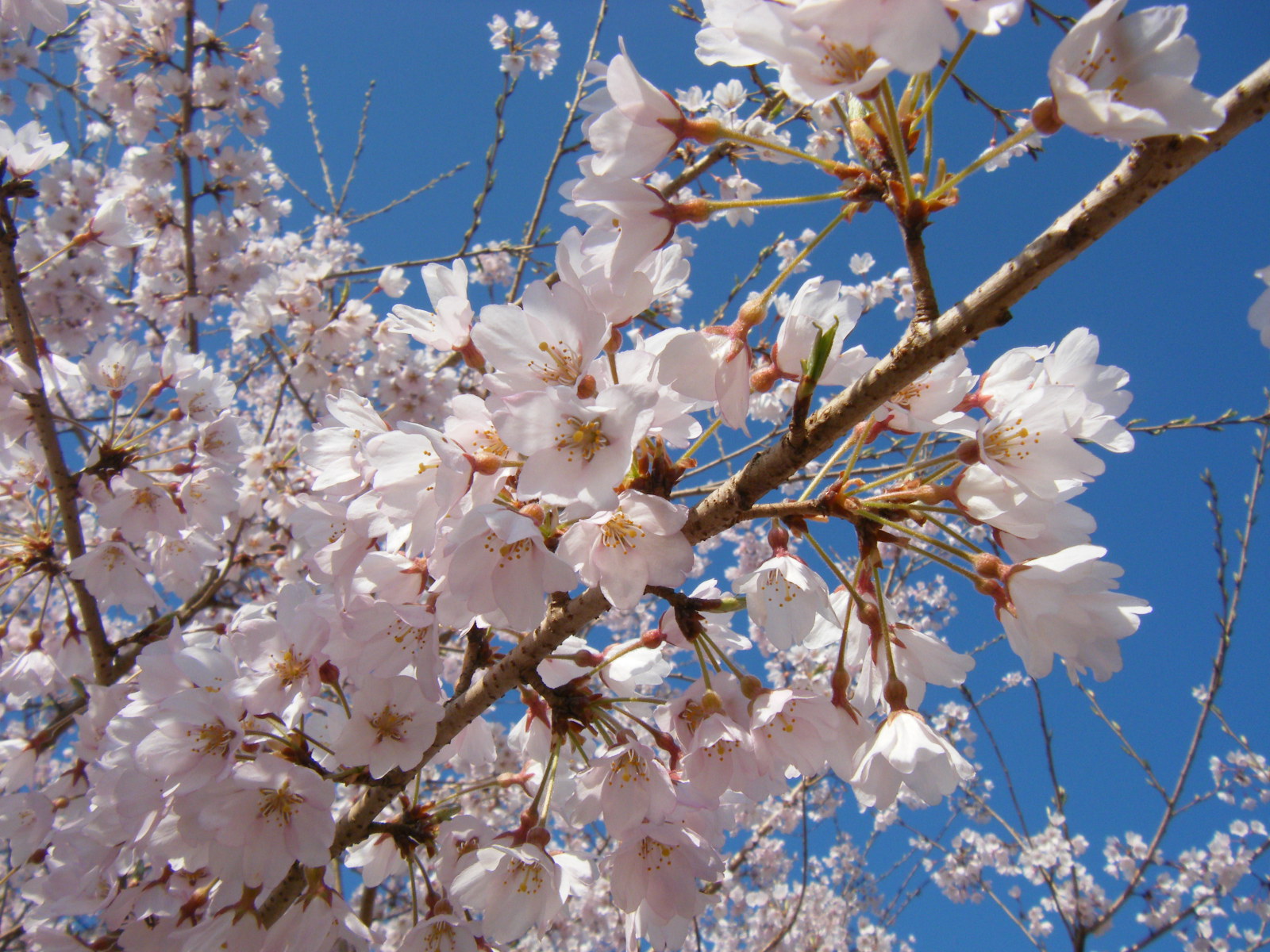  愛宕神社の桜2 
