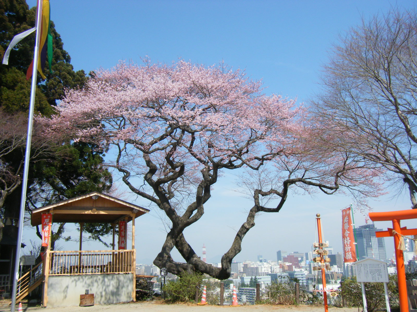  愛宕神社の桜3 