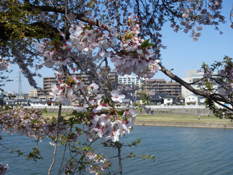  宮沢橋の桜1 