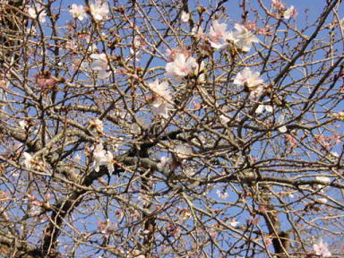  小葉桜1 
