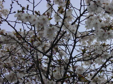  小葉桜3 