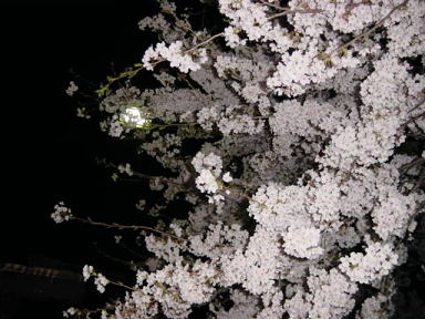  夜桜2 