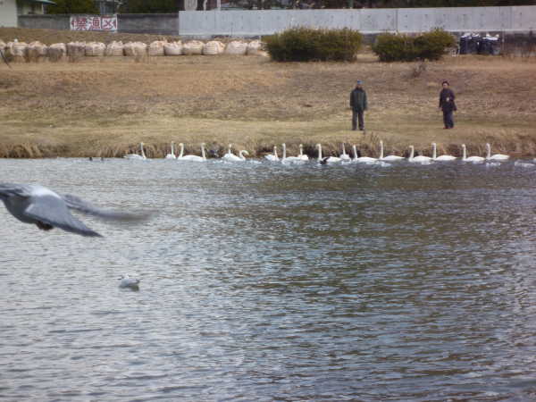 2011年03月の広瀬川その1
