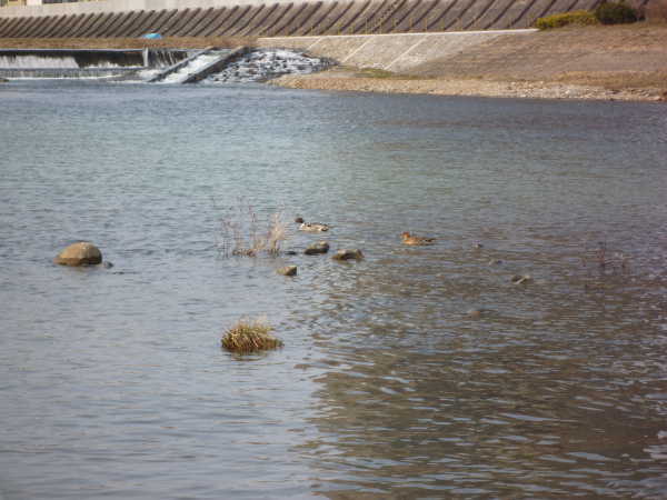 2011年04月の広瀬川その1