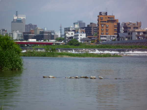 2011年06月の広瀬川その1