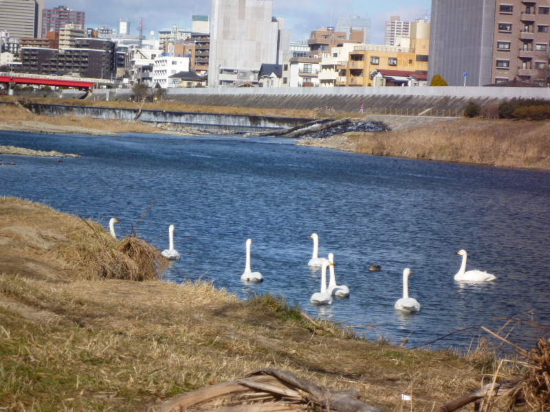 2012年01月の広瀬川その5
