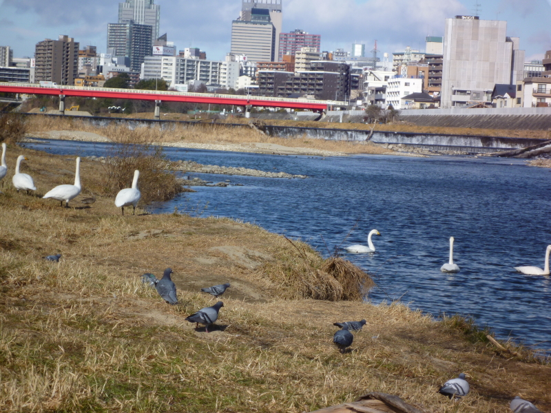 2012年01月の広瀬川その3