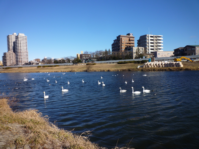 2013年01月の広瀬川その4