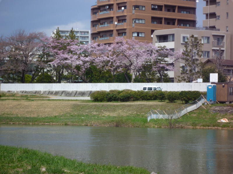 2013年04月の広瀬川その2