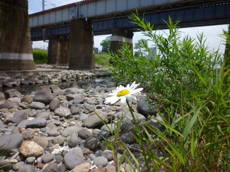 2013年06月の広瀬川その2