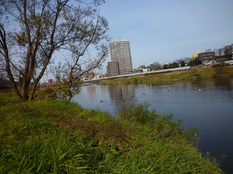 2013年12月の広瀬川その6