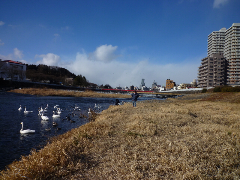 2014年01月の広瀬川その4
