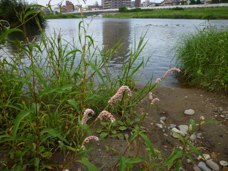 2014年09月の広瀬川その4