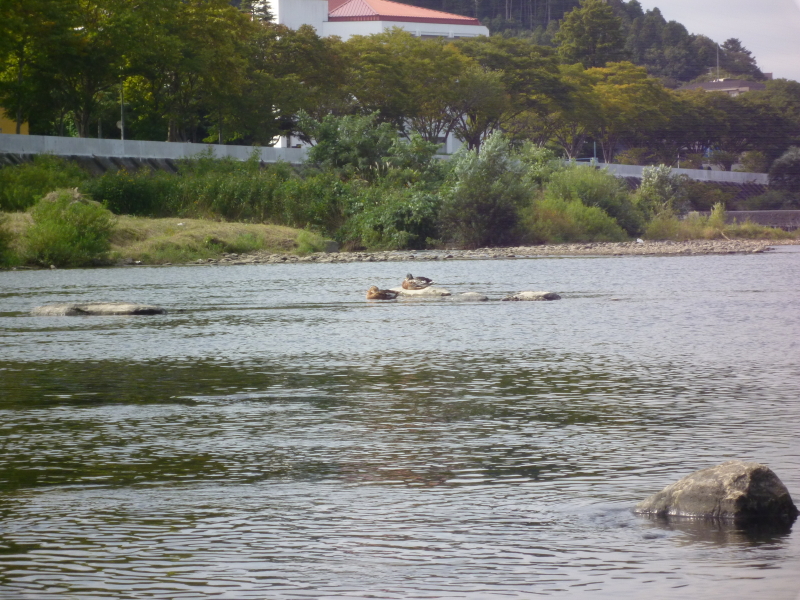 2014年10月の広瀬川その5