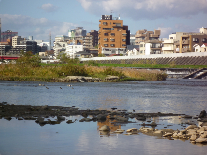 2014年11月の広瀬川その3