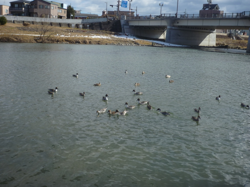 2015年02月の広瀬川その1