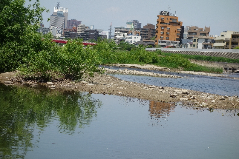2015年05月の広瀬川その1