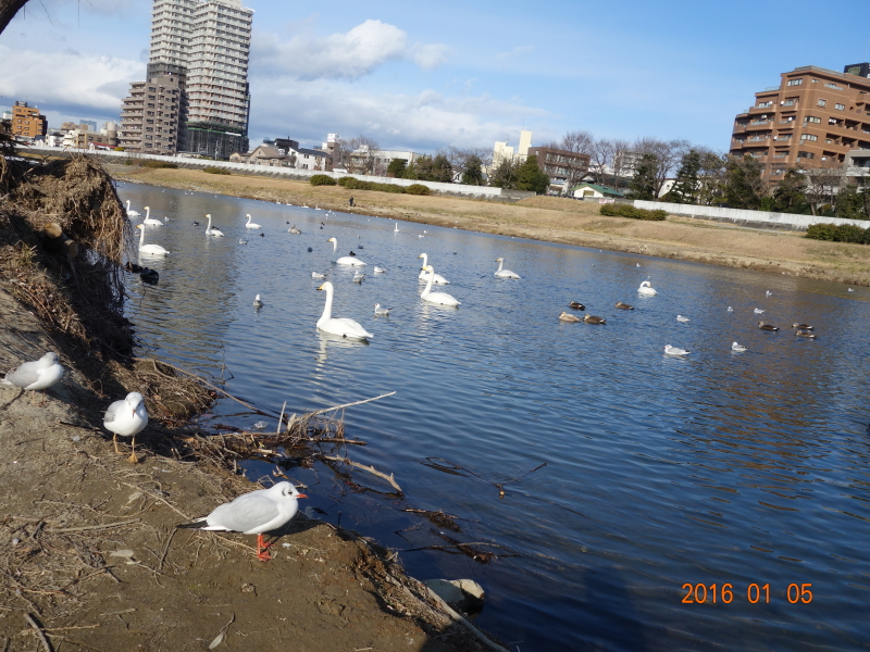 2016年01月の広瀬川その2