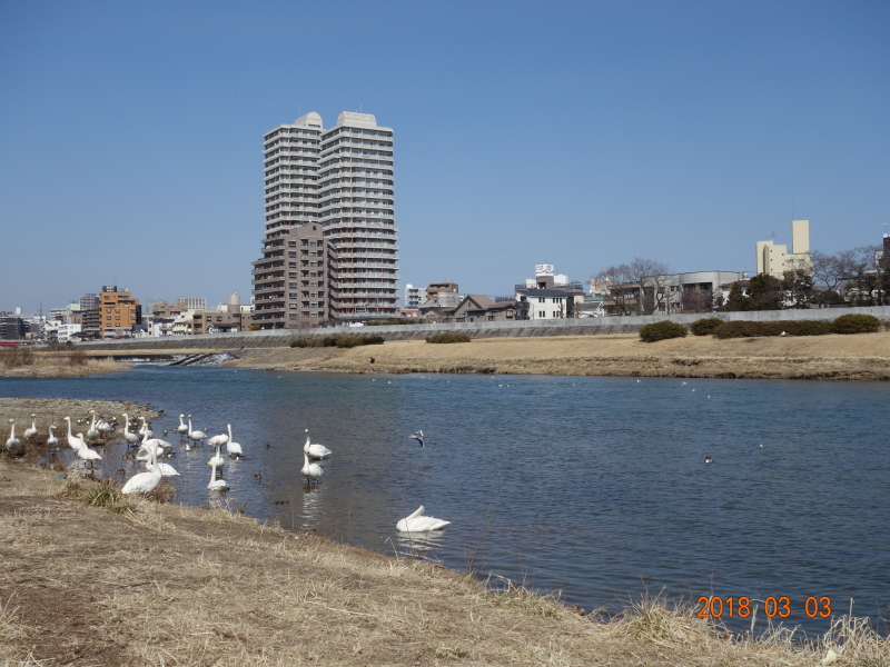 2018年03月の広瀬川その2