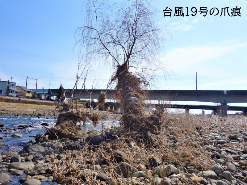 2020年03月の広瀬川その1