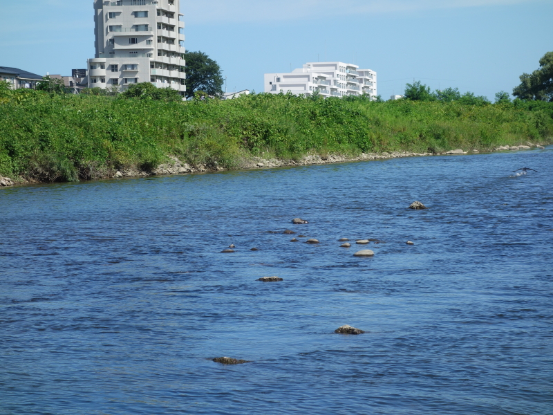 2021年08月の広瀬川その2