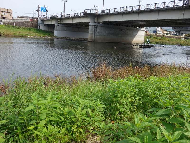 2021年11月の広瀬川その7