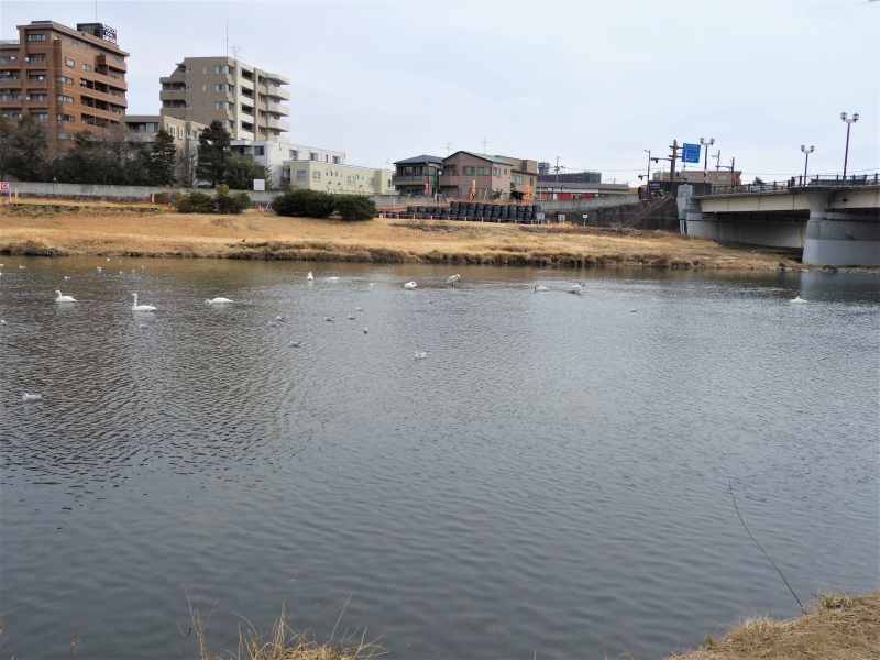 2022年03月の広瀬川その8