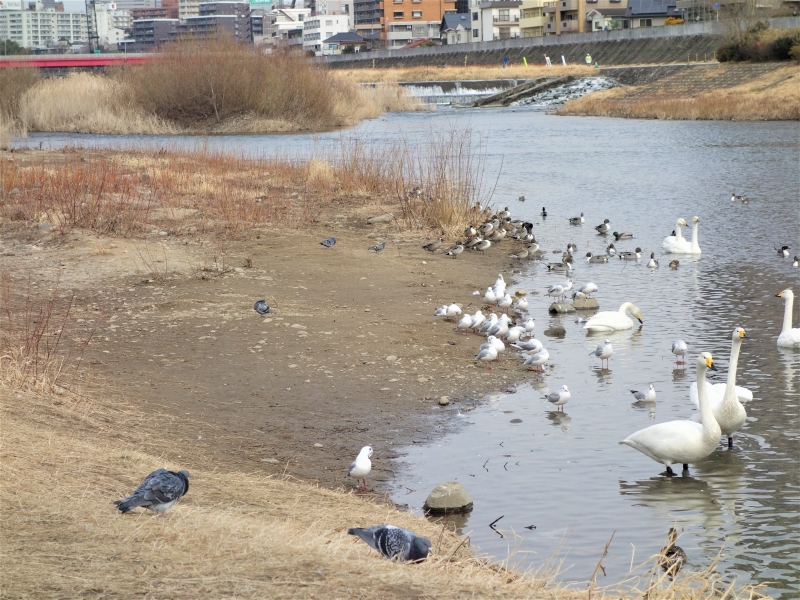 2022年03月の広瀬川その3